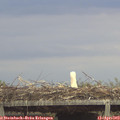 18_25-mast.jpg