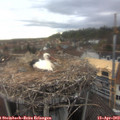 18_25-nest.jpg
