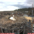 18_30-nest.jpg