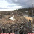 18_35-nest.jpg