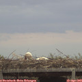 18_40-mast.jpg