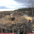 18_40-nest.jpg