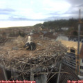18_45-nest.jpg