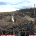 18_50-nest.jpg