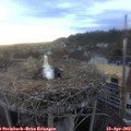 18_55-nest.jpg