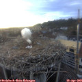 19_00-nest.jpg