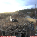 19_05-nest.jpg
