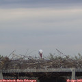 19_10-mast.jpg