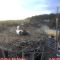 19_10-nest.jpg