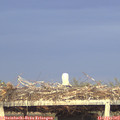 19_30-mast.jpg