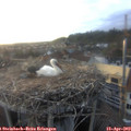 19_30-nest.jpg