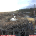 19_35-nest.jpg