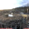 19_40-nest.jpg