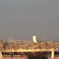 19_55-mast.jpg