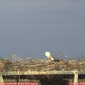 20_00-mast.jpg
