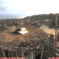 06_40-nest.jpg