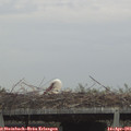 06_50-mast.jpg