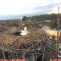 06_50-nest.jpg