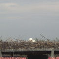 06_55-mast.jpg
