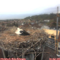 06_55-nest.jpg