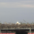 07_00-mast.jpg