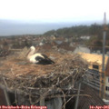 07_05-nest.jpg