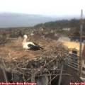 07_10-nest.jpg