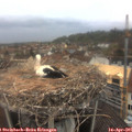 07_15-nest.jpg
