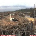 07_20-nest.jpg