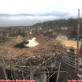 07_25-nest.jpg