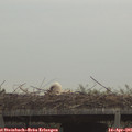 07_30-mast.jpg