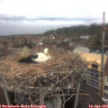 07_30-nest.jpg