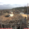 07_35-nest.jpg