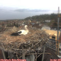 07_40-nest.jpg