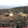 07_50-nest.jpg