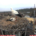 08_00-nest.jpg