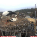 08_05-nest.jpg