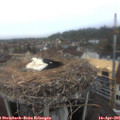 08_10-nest.jpg
