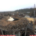 08_30-nest.jpg