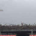 08_50-mast.jpg