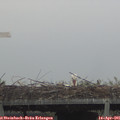 08_55-mast.jpg