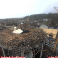 08_55-nest.jpg