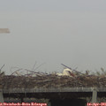 09_10-mast.jpg