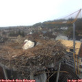 09_10-nest.jpg