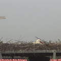 09_15-mast.jpg