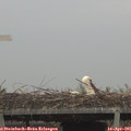 09_20-mast.jpg