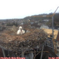 09_20-nest.jpg