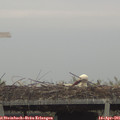 09_25-mast.jpg