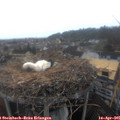 09_25-nest.jpg