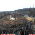 09_30-nest.jpg